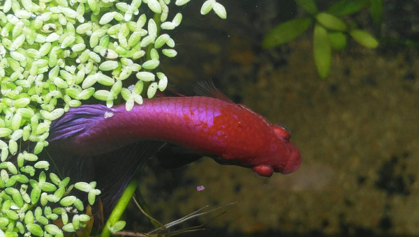 Aki attend le p'tit dej