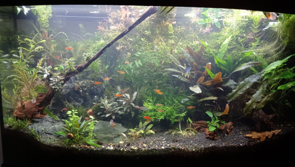 Dans la jungle, terrible jungle