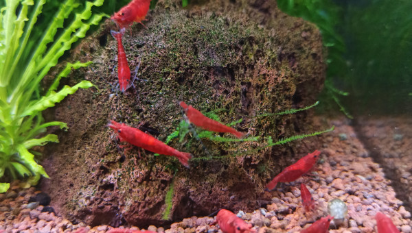 C'est l'heure du repas !