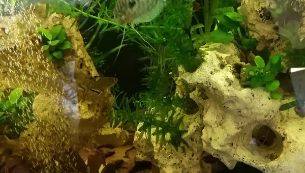 Disparition des algues, bac tout propre ou presque...