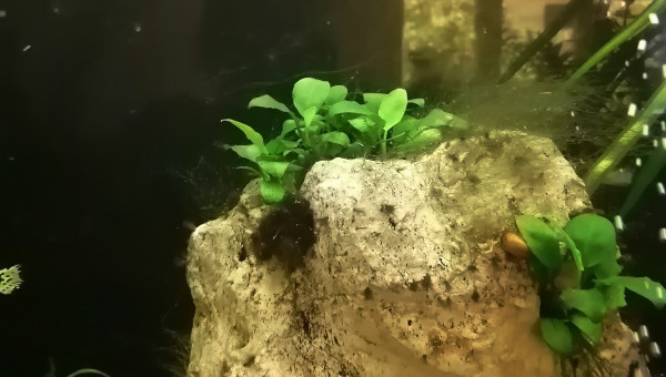 Apparition de filamenteuse ?