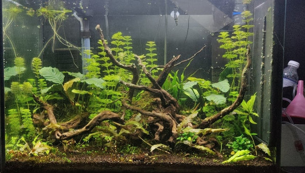 Gros changement due aux algues rouge