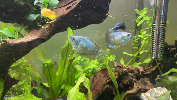 Couple de colisa lalia