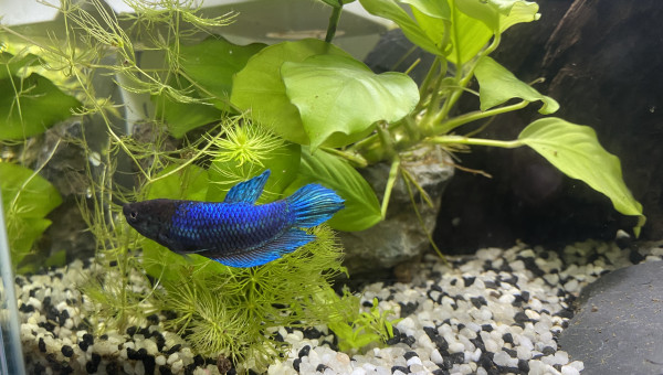 Betta femelle crowntail