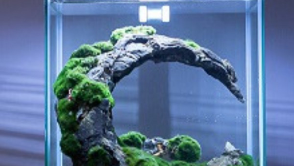 Fin concours scape 30litres