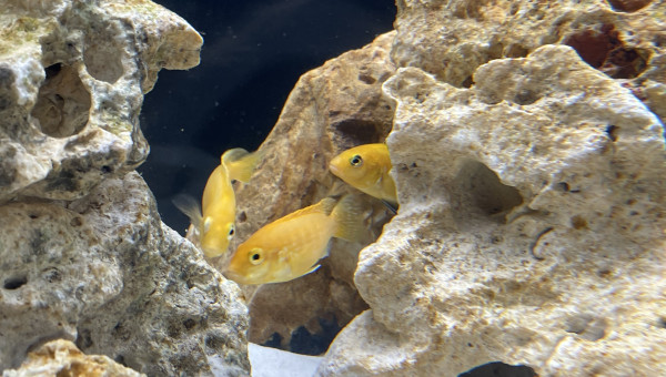 Labidochromis caeruleus