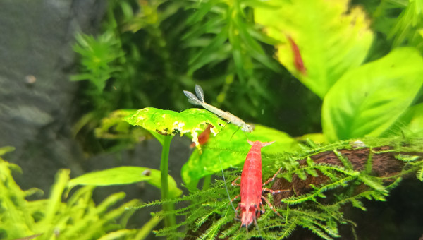 Encore des larves de demoiselle