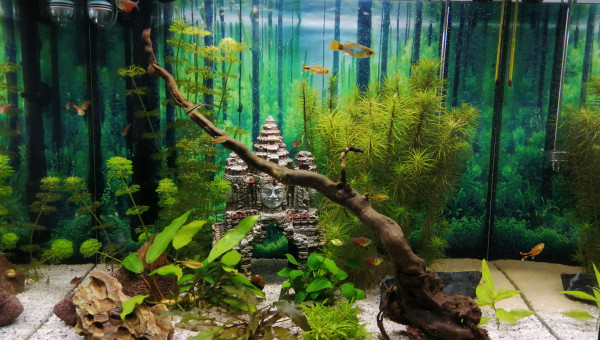 Asiaquarium
