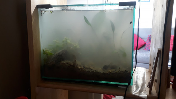 Lancement de l'aquarium