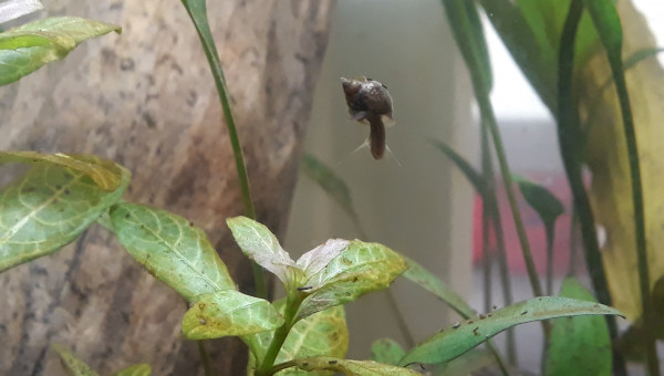 Acrobaties aquatiques