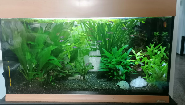 Dernier photo avant sont transferts