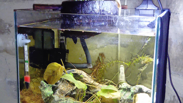 nouvelle déco de mon aquarium combattant