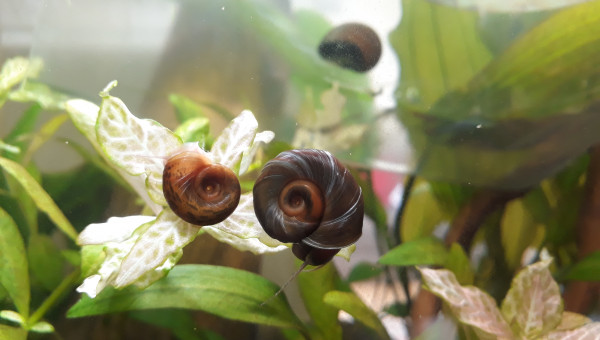 Arrivée d'escargots