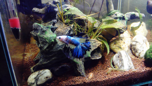 Voilà le nouveau membre de la famille Sodaï