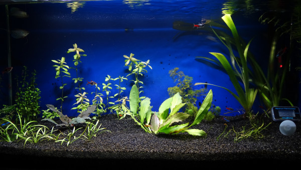 Nouvelle photo de mon aquarium