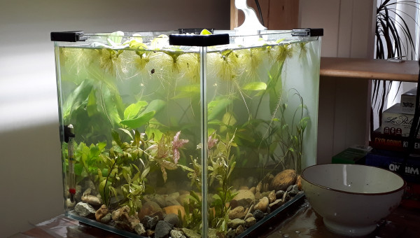 Catastrophe dans l'aquarium