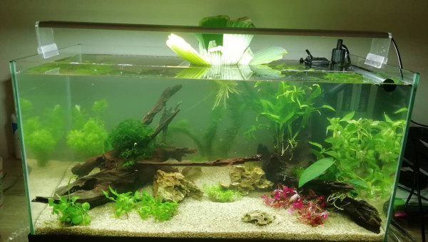 Aqua lors de le mise en eau