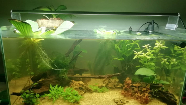 aqua après 1 semaine