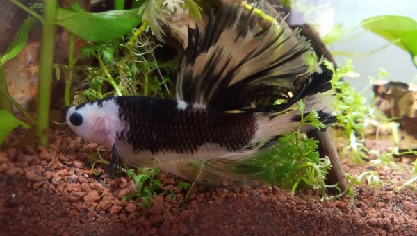 betta