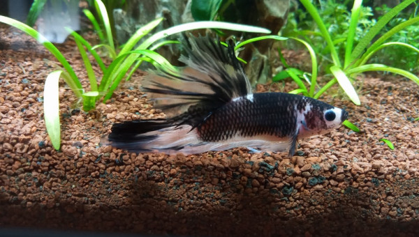betta
