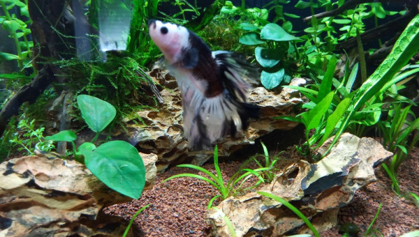 betta