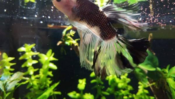 Betta
