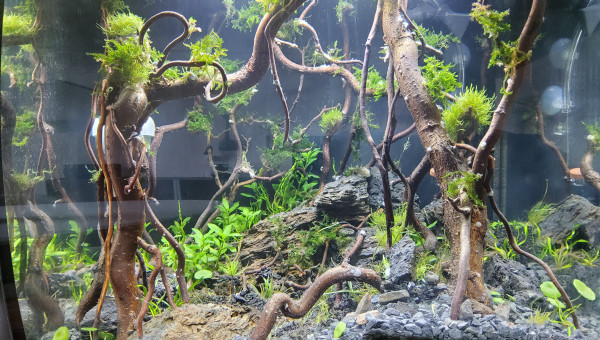 Myfirstone petit nettoyage