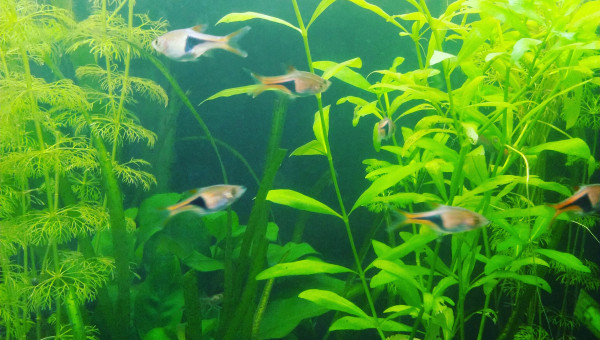 Arrivée des rasboras