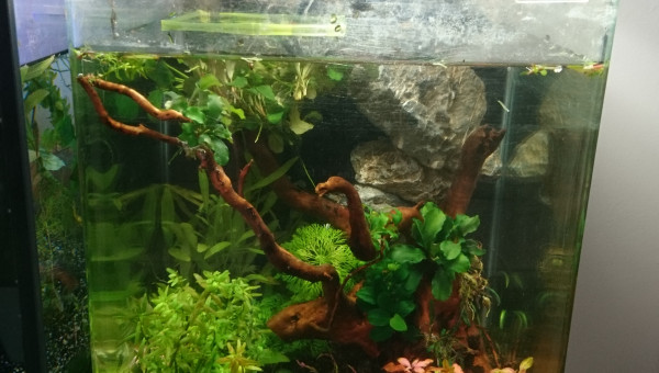 Assemblage des épiphytes