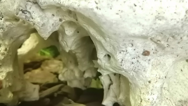 Surprise ? quelques petits tétra citron sont apparu, une dizaine je dirais ?