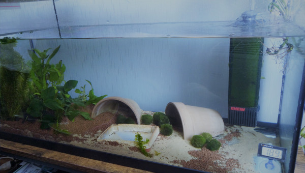 AQUA EAU DOUCE 3 JEUNES AXOS