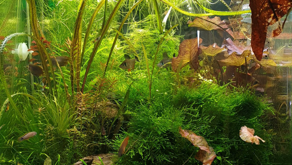 Aquarium communautaire (dont Neoracidina Yellow)