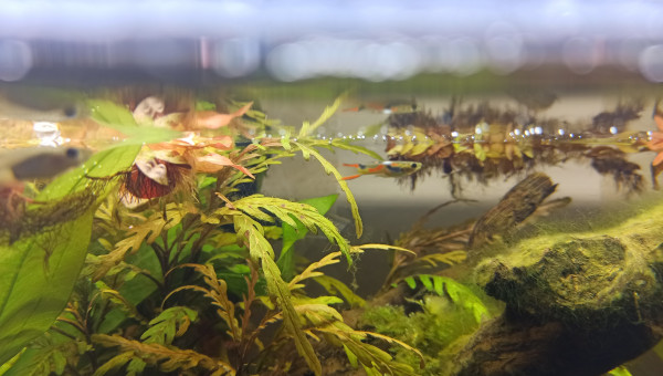 Les premiers arrivants :D