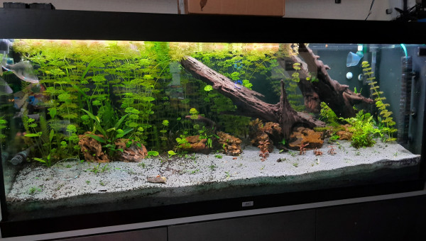 va falloir le ciseau