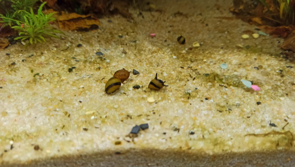 Gary et ses amis (Clithon Diadème)