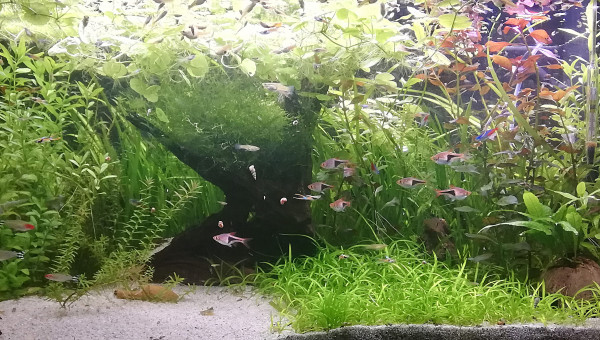 Après un peu d'engrais et de CO2