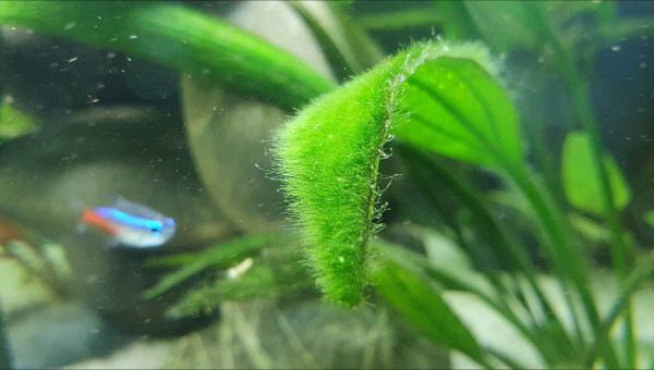 Algue "cheveux" ou algue "velour"?