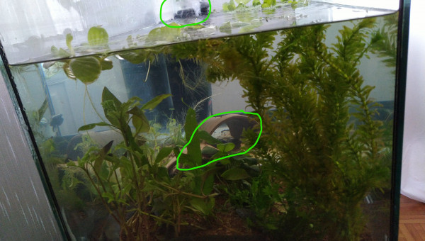 Aménagement de cachettes et d'un courant de surface