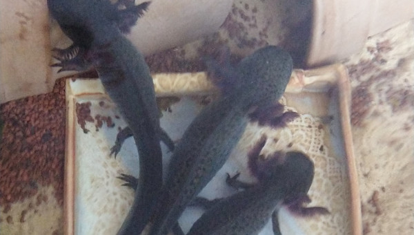 A table les axolotls !