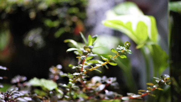 Wabi kusa grand modèle