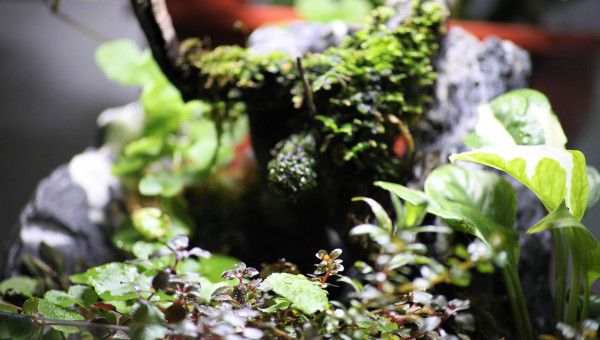 Wabi kusa grand modèle