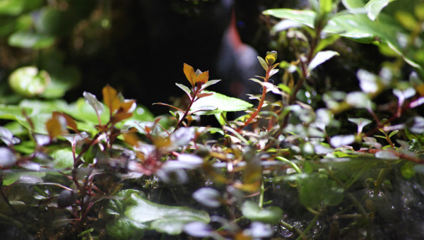 Wabi kusa grand modèle