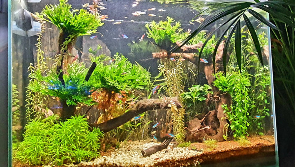 Évolution de la mini jungle
