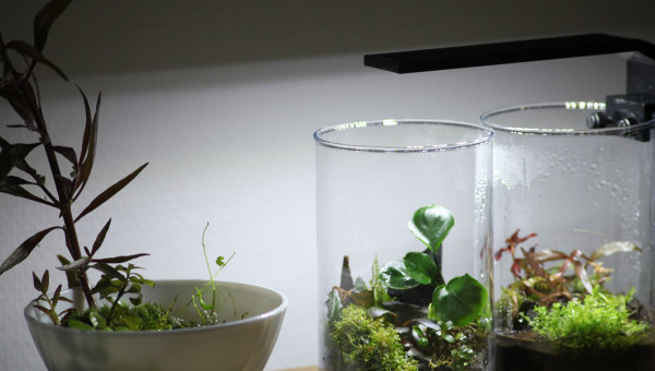 Les trois petits nouveaux wabi kusa