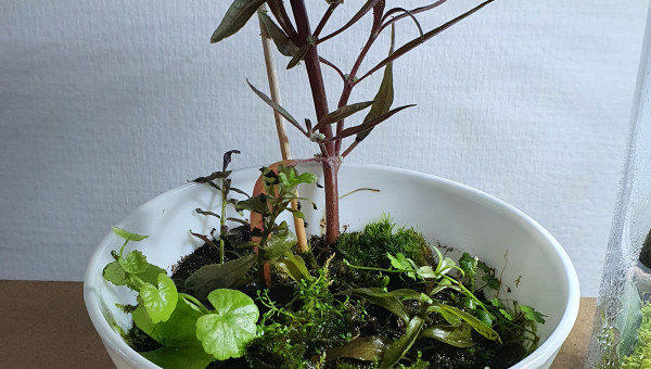 Les trois petits nouveaux wabi kusa