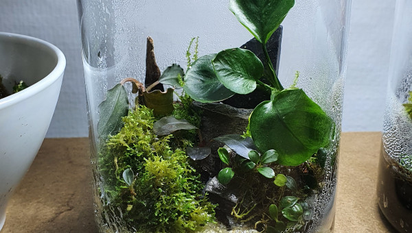 Les trois petits nouveaux wabi kusa