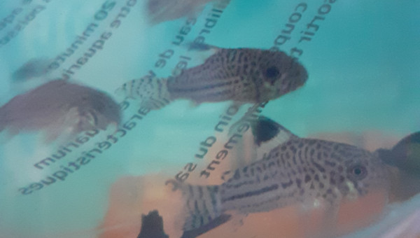 Corydora trilineatus