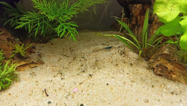 Crevette en vadrouille sur le sable