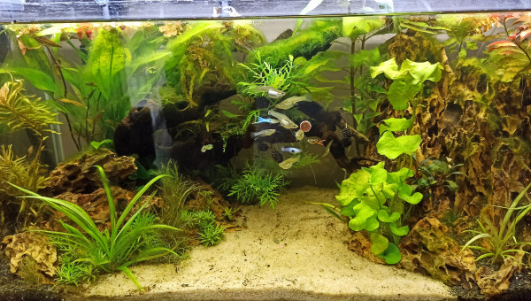 La tribu goûte les novo tab, trop bon !!