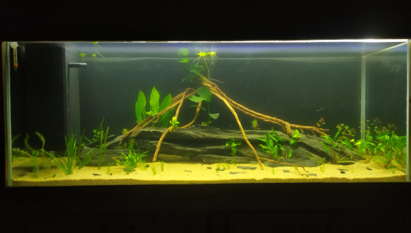 1 semaine après mise en eau